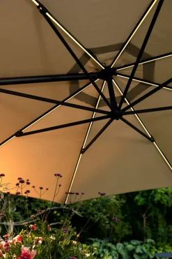 Cilento parasol, Light grey-khaki